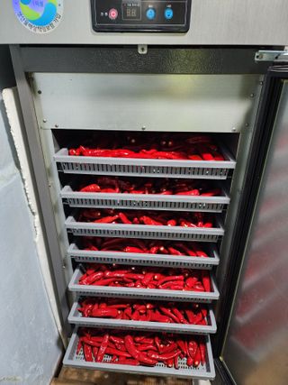 전병대님의 고추 · 수확 작성글 사진