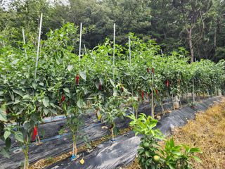 전병대님의 고추 · 수확 작성글 사진