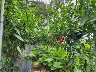 전병대님의 고추 · 수확 작성글 사진