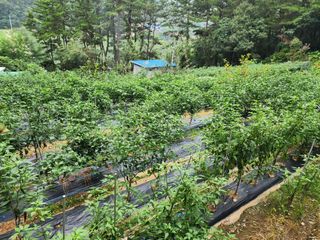 전병대님의 고추 · 수확 작성글 사진