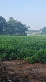 팜모닝 고구마·자유게시판 게시글 이미지