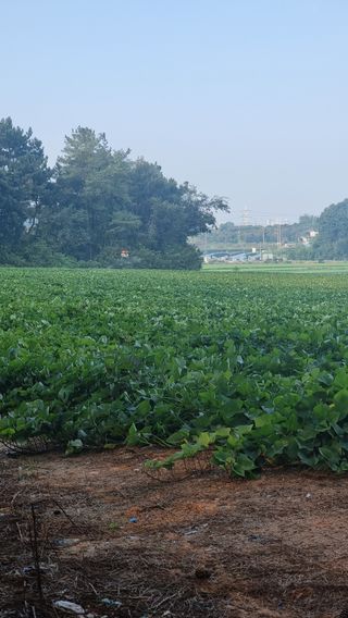 김동수님의 고구마 · 자유게시판 작성글 사진