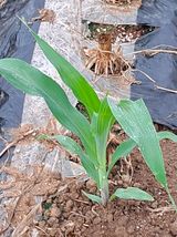 팜모닝 옥수수·자유게시판 게시글 이미지