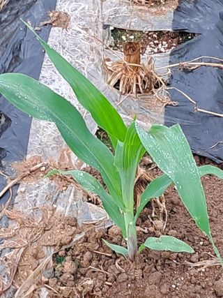 홍기철님의 옥수수 · 자유게시판 작성글 사진