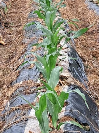 홍기철님의 옥수수 · 자유게시판 작성글 사진