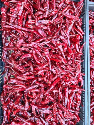 노고단님의 고추 · 저장•가공 작성글 사진