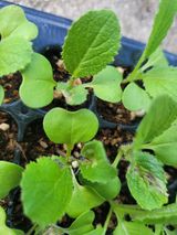 팜모닝 배추·파종•정식 게시글 이미지