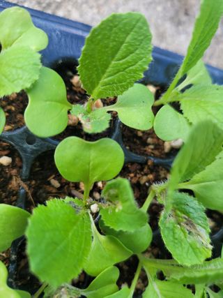 순창상추♡고추님의 배추 · 파종•정식 작성글 사진