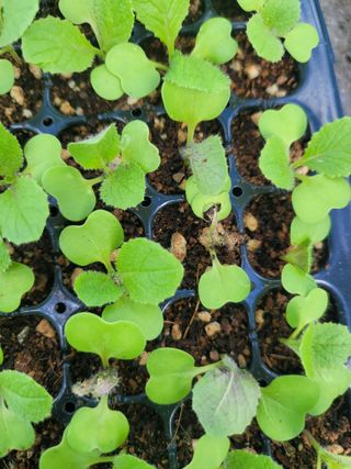 순창상추♡고추님의 배추 · 파종•정식 작성글 사진