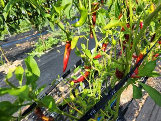 병아리농사꾼님의 고추 · 병해충상담 작성글 사진