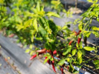 병아리농사꾼님의 고추 · 병해충상담 작성글 사진