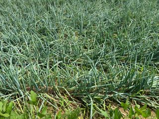 친환경님의 파 · 병해충상담 작성글 사진