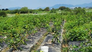 늘푸른 농장주님의 기타작물 · 영농일지 작성글 사진