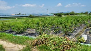 늘푸른 농장주님의 기타작물 · 영농일지 작성글 사진