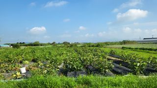 늘푸른 농장주님의 기타작물 · 영농일지 작성글 사진