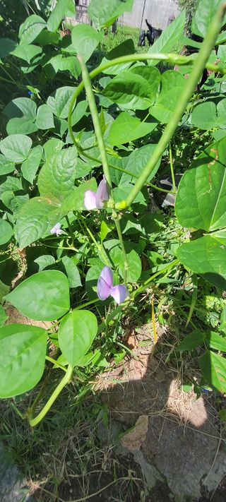 김중언님의 콩 · 자유게시판 작성글 사진