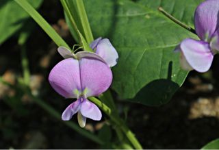 김중언님의 콩 · 자유게시판 작성글 사진