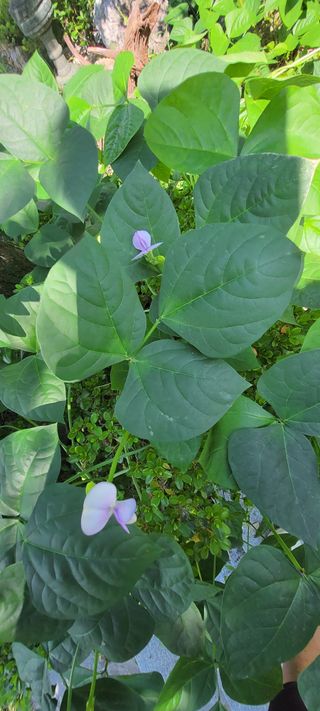 김중언님의 콩 · 자유게시판 작성글 사진