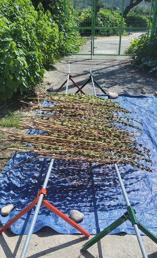 김중언님의 콩 · 자유게시판 작성글 사진