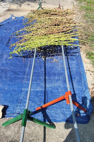 김중언님의 콩 · 자유게시판 작성글 사진