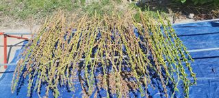 김중언님의 콩 · 자유게시판 작성글 사진