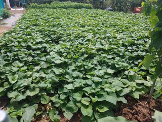 _고성농장님의 고구마 · 자유게시판 작성글 사진