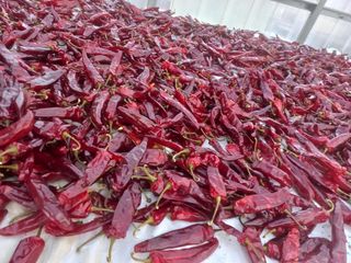 대추님의 고추 · 시세•판로 작성글 사진