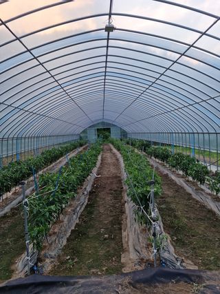 임용재님의 기타작물 · 병해충상담 작성글 사진