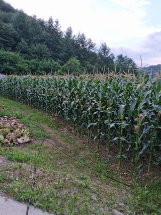 임용재님의 기타작물 · 병해충상담 작성글 사진