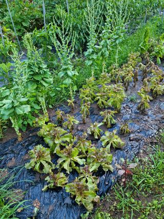 임용재님의 기타작물 · 병해충상담 작성글 사진