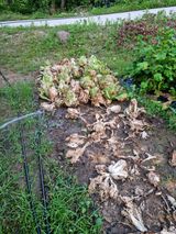 팜모닝 기타작물·병해충상담 게시글 이미지