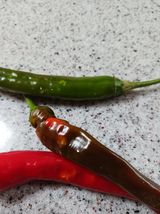 팜모닝 고추·병해충상담 게시글 이미지