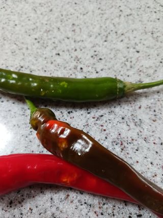 새싹사랑님의 고추 · 병해충상담 작성글 사진