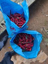 팜모닝 고구마·영농일지 게시글 이미지