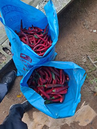 노성길님의 고구마 · 영농일지 작성글 사진