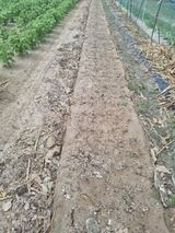 팜모닝 배추·토양준비 게시글 이미지