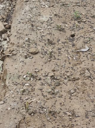 호미대장님의 배추 · 토양준비 작성글 사진