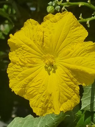 호미대장님의 배추 · 토양준비 작성글 사진