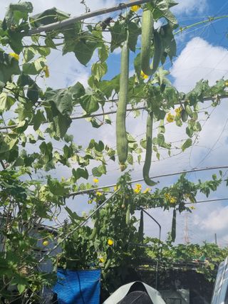 호미대장님의 배추 · 토양준비 작성글 사진