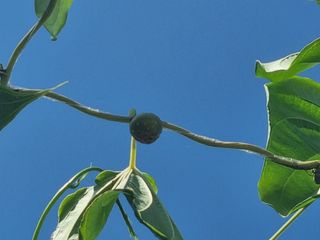 호미대장님의 배추 · 토양준비 작성글 사진