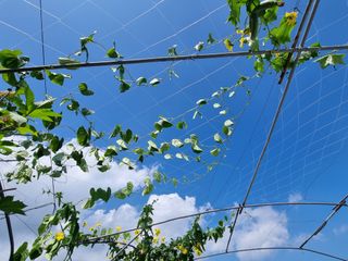 호미대장님의 배추 · 토양준비 작성글 사진