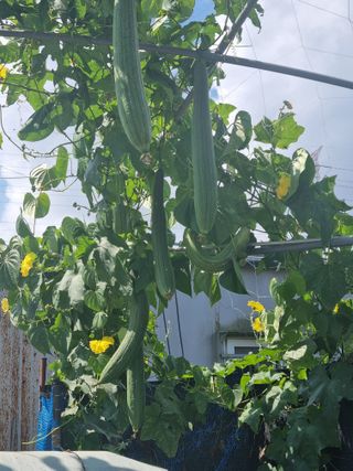 호미대장님의 배추 · 토양준비 작성글 사진