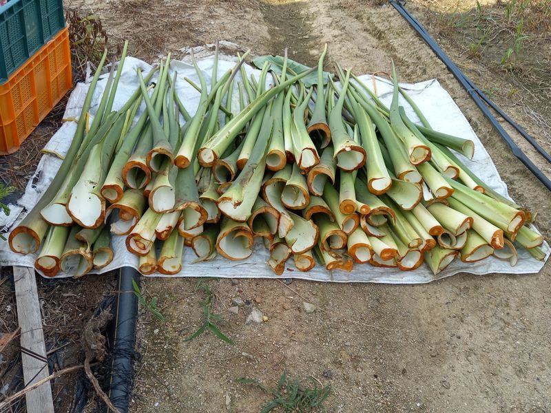 장터 상품 [토란대2kg] 썸네일