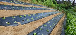 감자1963초보농부님의 자유주제 · 자유게시판 작성글 사진