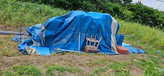 감자1963초보농부님의 자유주제 · 자유게시판 작성글 사진