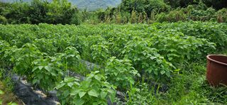 감자1963초보농부님의 자유주제 · 자유게시판 작성글 사진