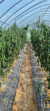 팜모닝 나의 농사 필수품 소개하기·참여글 게시글 이미지