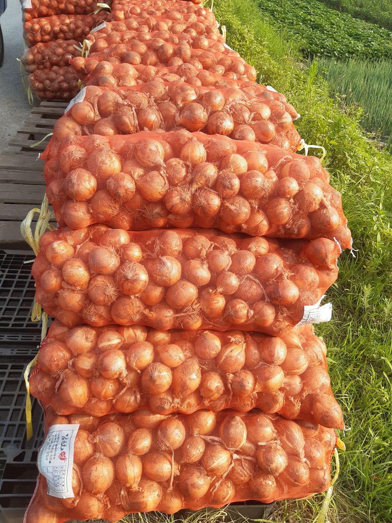 장터 상품 [양파대량필요한분특품키로당900원 완판] 썸네일