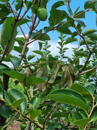 대봉감&단감님의 감 · 병해충상담 작성글 사진
