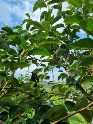 대봉감&단감님의 감 · 병해충상담 작성글 사진